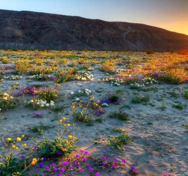 amazing finds in anza borrego web