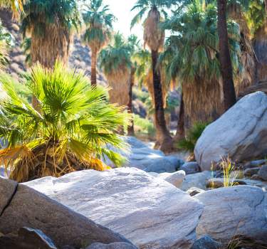 indian canyons web