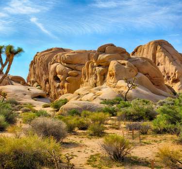 joshua tree featured web