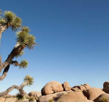 joshuatreeweb