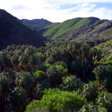 Palm Canyon, Mountains