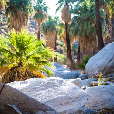 indian canyons web