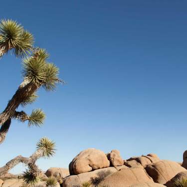 joshuatreeweb