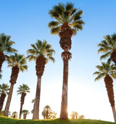 JW Marriott Desert Springs Resort & Spa