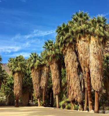 Cluster of palm trees in the Indian Canyons