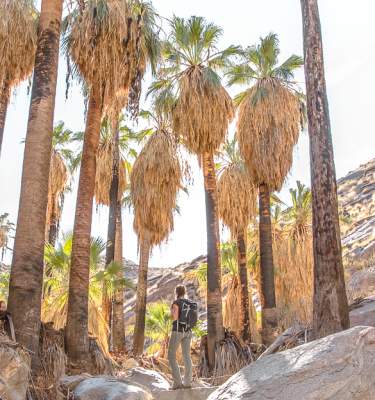 Female hiker next to palm trees on the Murray Canyon Trail in Indian Canyons