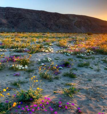 amazing finds in anza borrego web