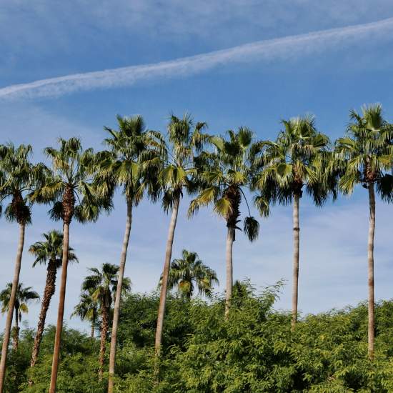 Palm trees