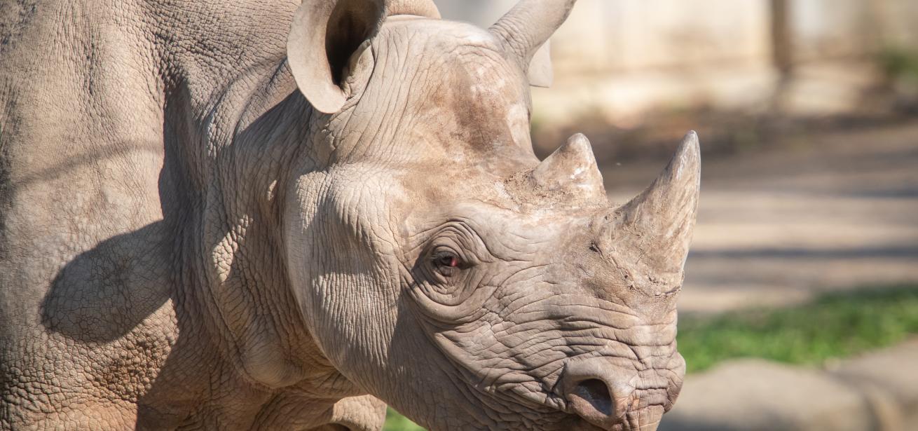 Meet the Rhinos: The Living Desert's Newest Stars