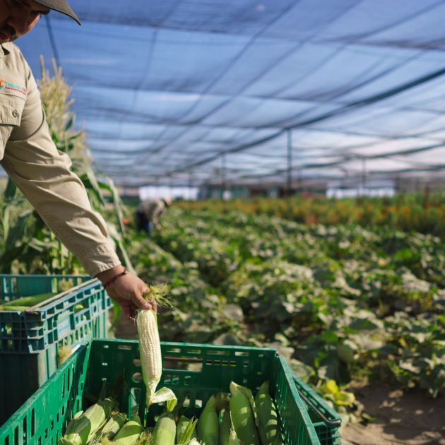 GPS23_Coachella_Agriculture_Temalpakh_Farms_001