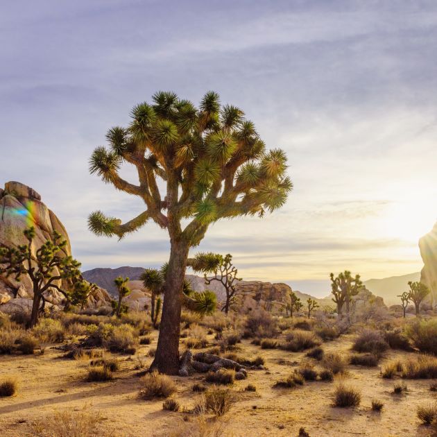 Joshua Tree National Park