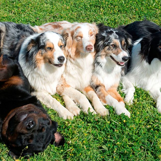 dogfriendly_FC04A.jpg