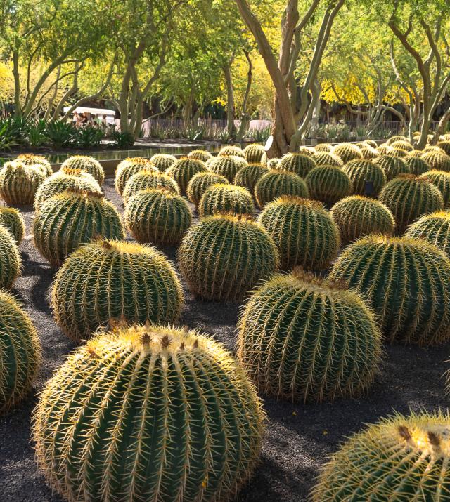 Your Guide to Greater Palm Springs' Gorgeous Gardens