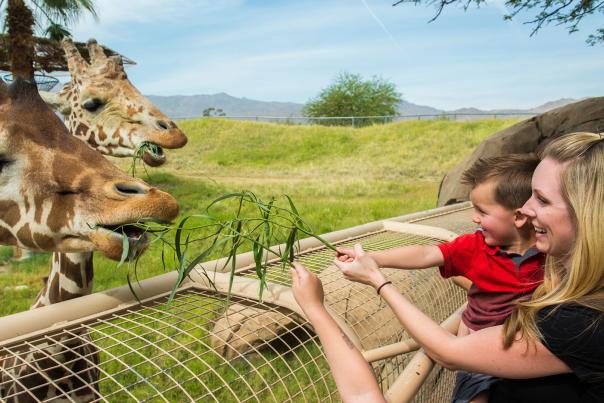 unique family activities living desert