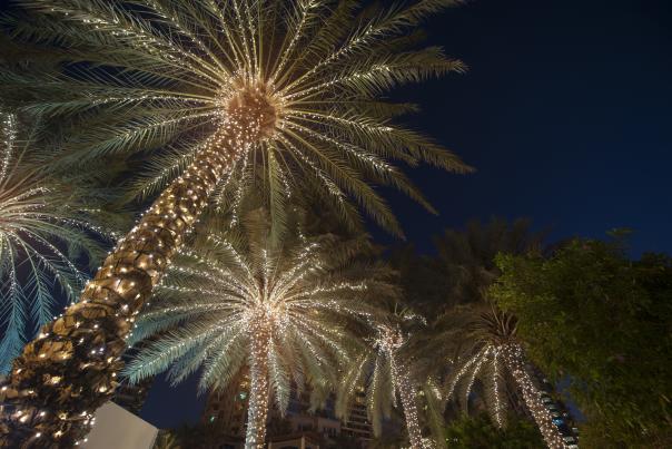 iStock Palm Tree Christmas Lights