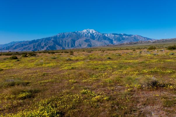Wildflowers in Greater Palm Springs