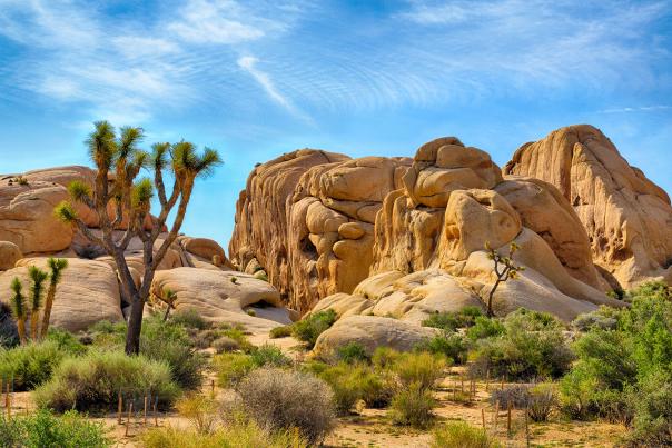 joshua tree outdoors web