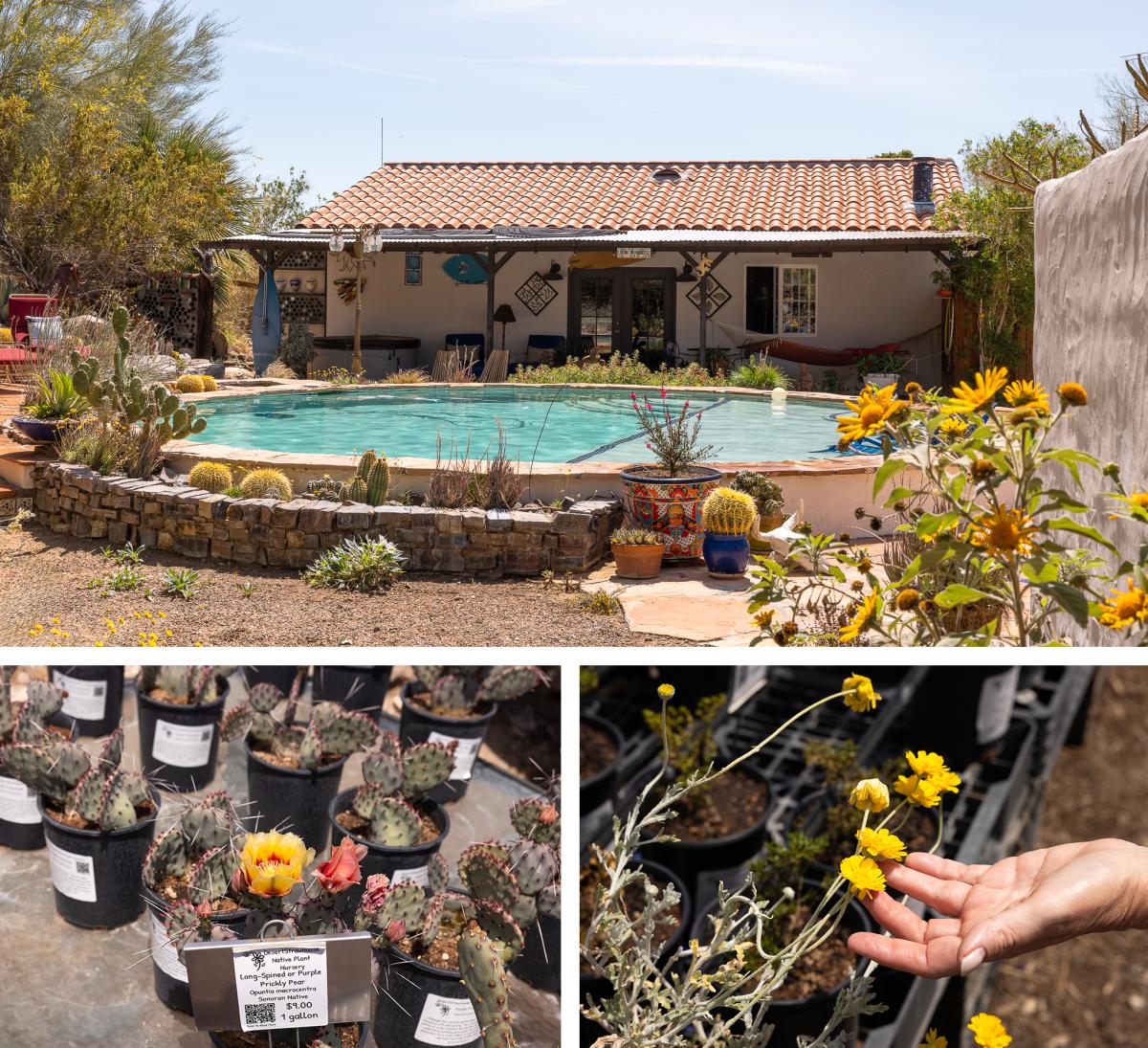 The pool and nursery at the Desert Straw House in Sky Valley, California