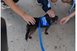 Black small dog being pet.
