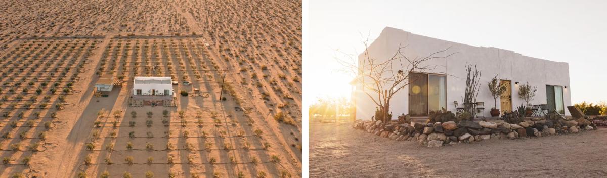 Joshua Tree Olive Oil Farm in Joshua Tree, California