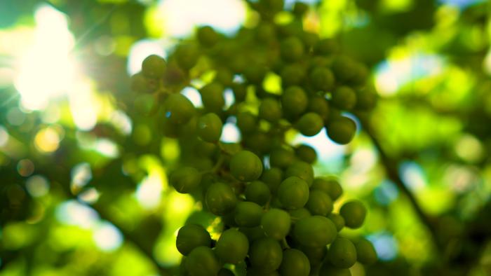 grapes