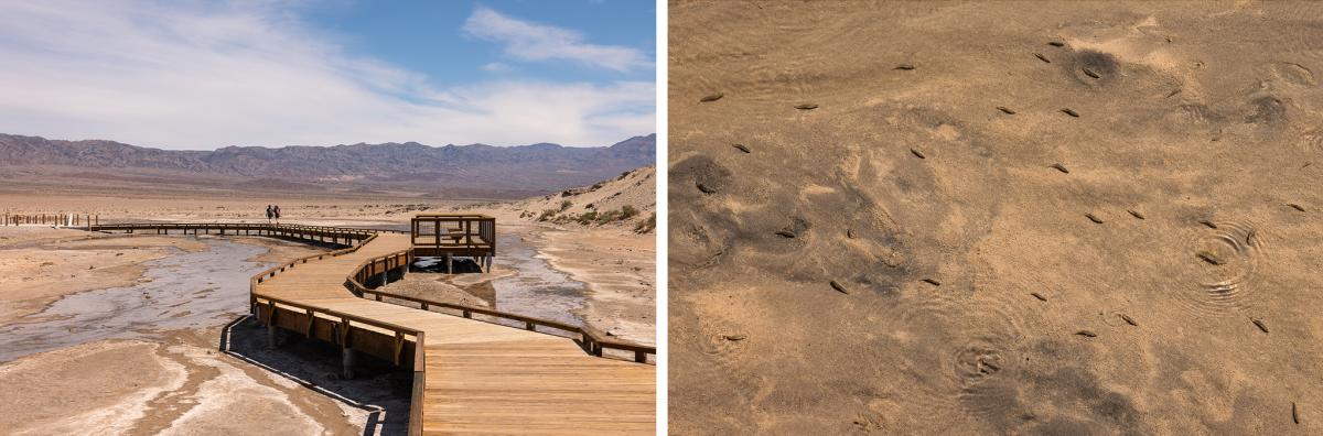 Salt Creek Interpretive Site in Death Valley National Park