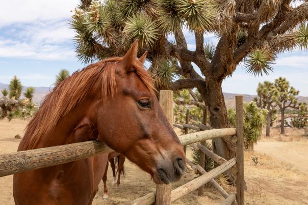 A horse at the paddock at Knob Hill Ranch in Yucca Valley, California