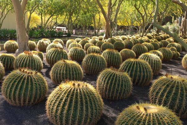 Cactus in the garden at Sunnylands in Rancho Mirage, California