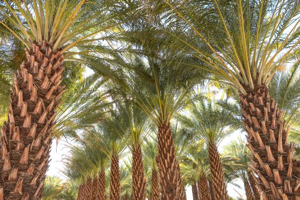 Sam Cobb Farms in Desert Hot Springs, California
