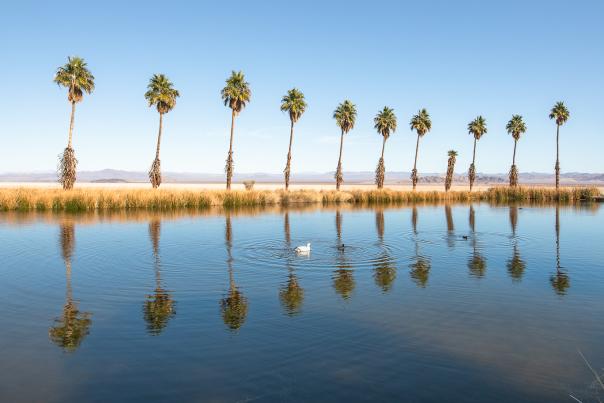 Zzyzx Oasis Palm Trees in Mojave National Preserve near Baker, California