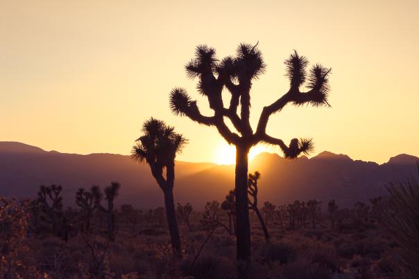 Joshua Tree at sunset in Joshua Tree National Park (photo: Elisabeth Brentano)
