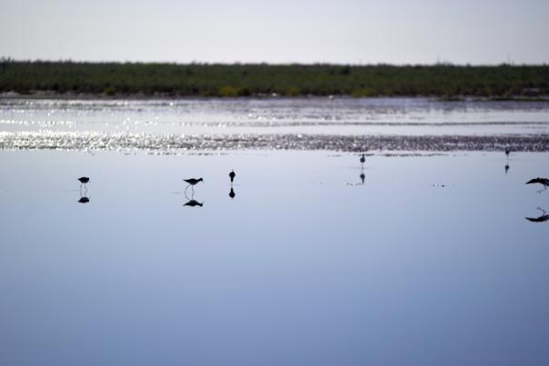 Salton Sea