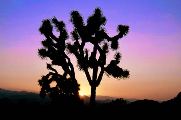 Joshua tree