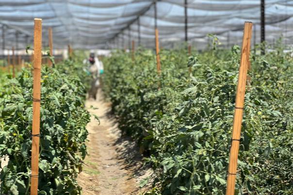 An expansive vegetable garden at Temalpakh Farm farm under a shade structure with a worker in the distance.