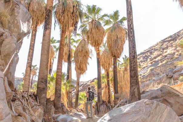 Female hiker next to palm trees on the Murray Canyon Trail in Indian Canyons