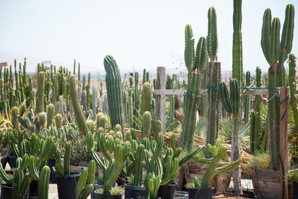 Mariscal Cactus and Succulents