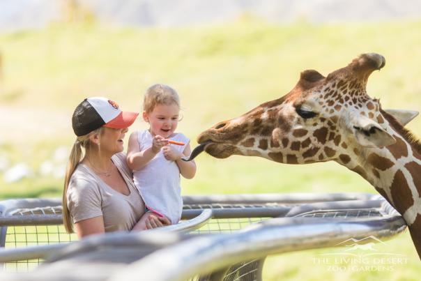 A toddler feeds a giraffe at the Living Desert Zoo & Gardens