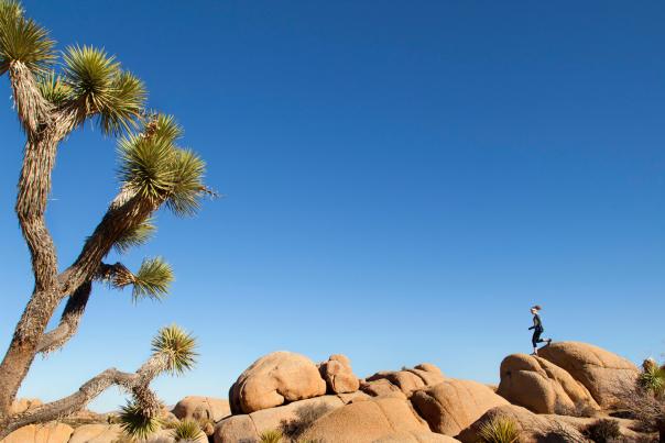 joshua tree wellness web