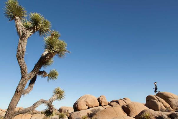 joshuatreeweb