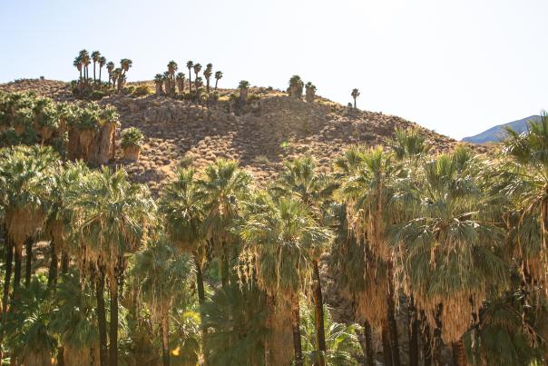A row of California fan palm trees on the Palm Canyon Trail