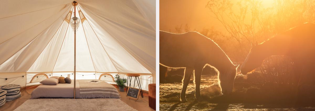 Accommodations and horses at Cascade Trails Mustang Sanctuary in Joshua Tree, California