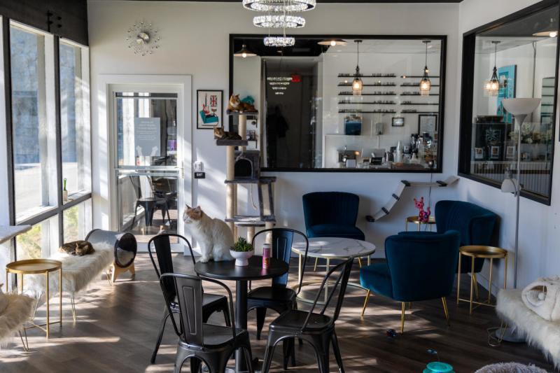Frisky Business Cat Cafe