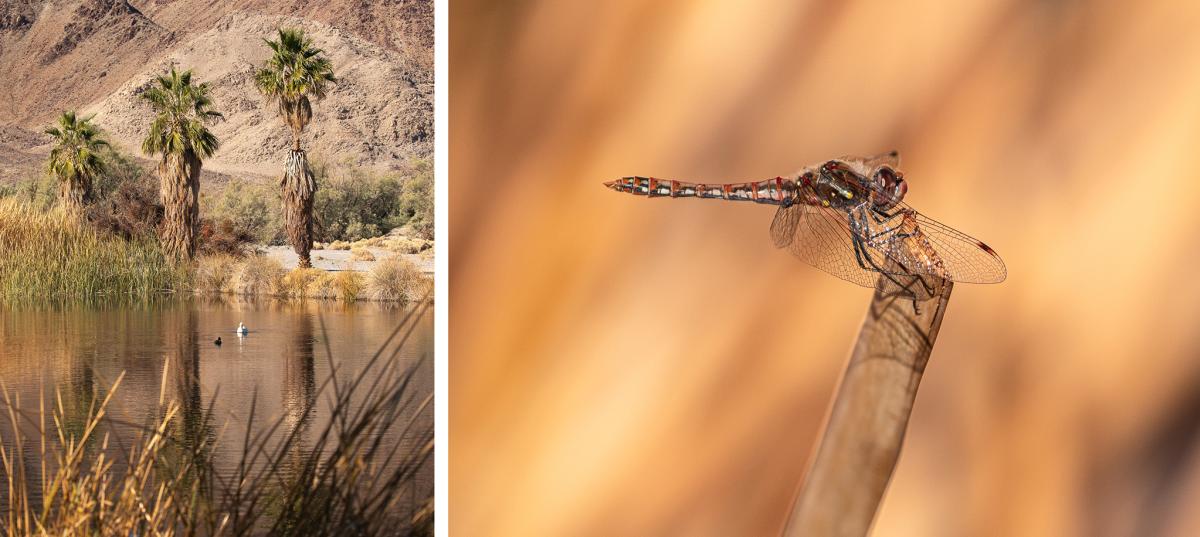 Zzyzx Oasis Palm Trees and Dragonfly in Mojave National Preserve