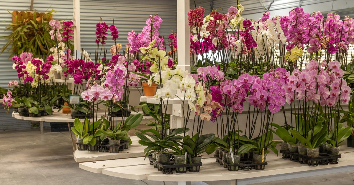 Flowers at Gubler Orchids in Landers, California