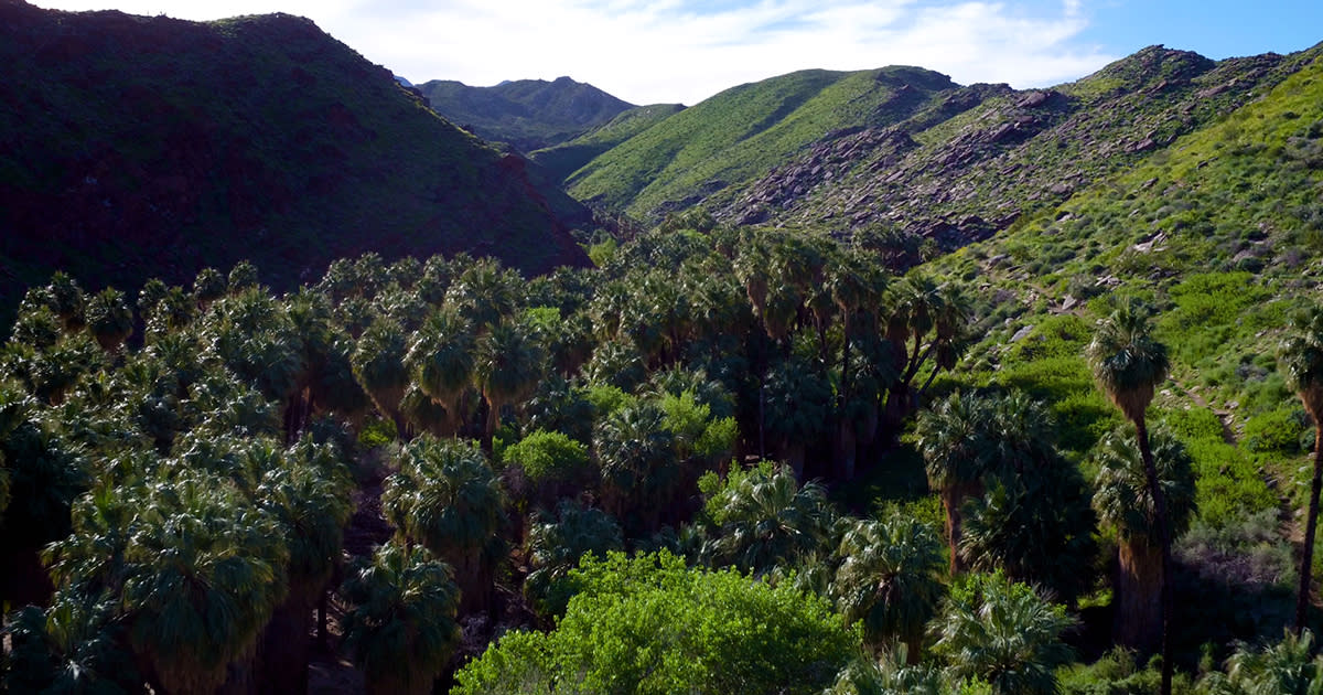 Palm Tree Oasis