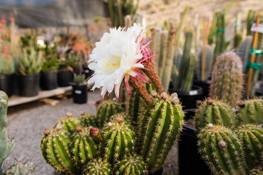 Cactus at Moller's Garden Center in Palm Desert, California