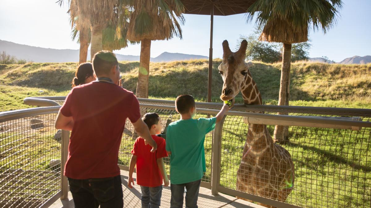 Feeding the giraffes at The Living Desert Zoo and Gardens