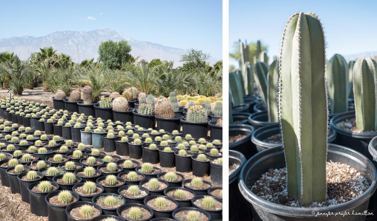 Cactus at GDNC Nursery in Desert Hot Springs