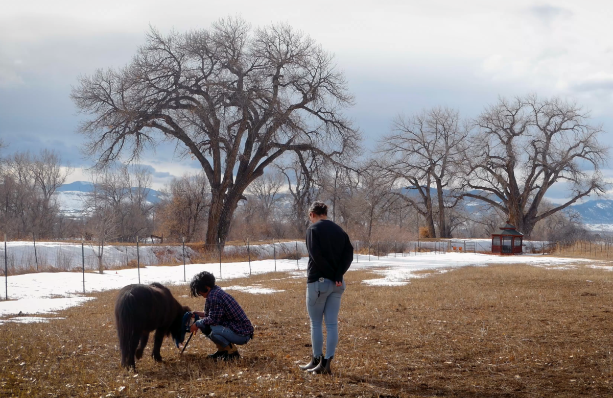 Cinema Diverse 2025_Healing Animal