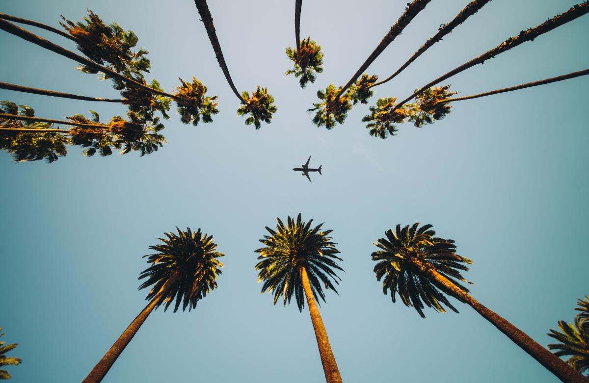 Airplane over palm trees